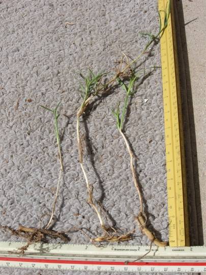 Bermuda Rhizomes