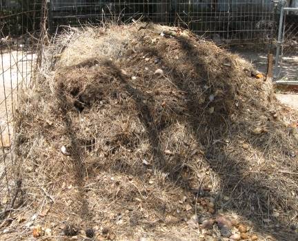 Bermuda compost pile