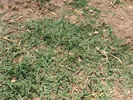 Bermuda grass carpet